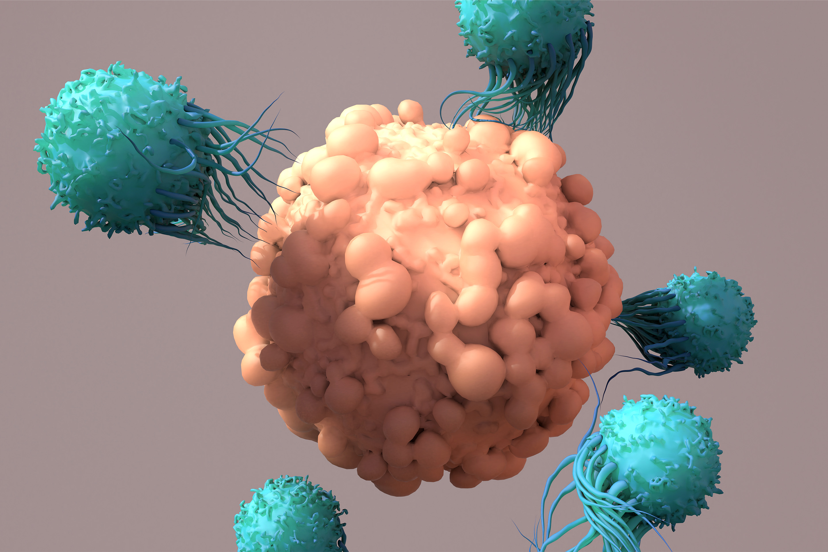 T-Zellen arbeiten gegen Krebs, Immuntherapie